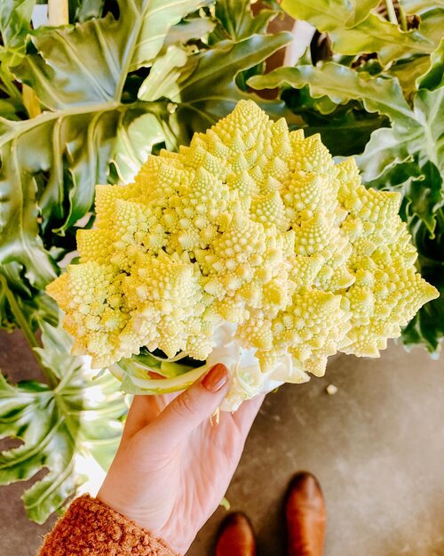 Fresh romanesco broccoli