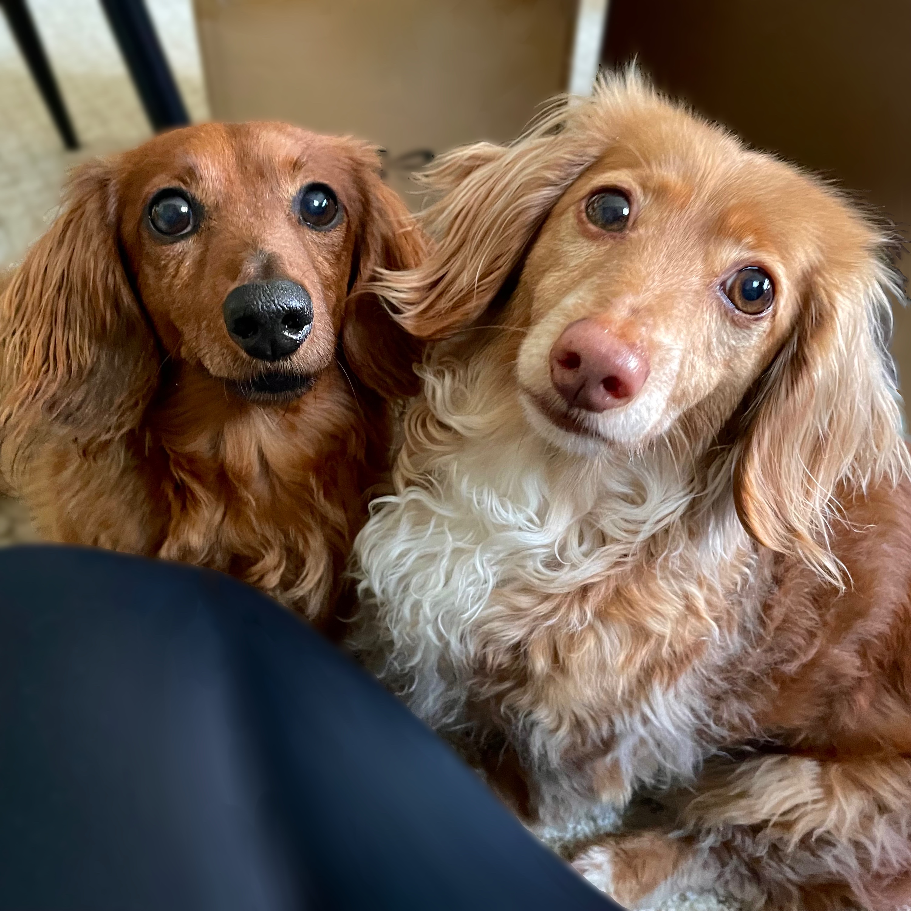 Mia Tortilla and Obie Pierogi - Mini Dachshunds