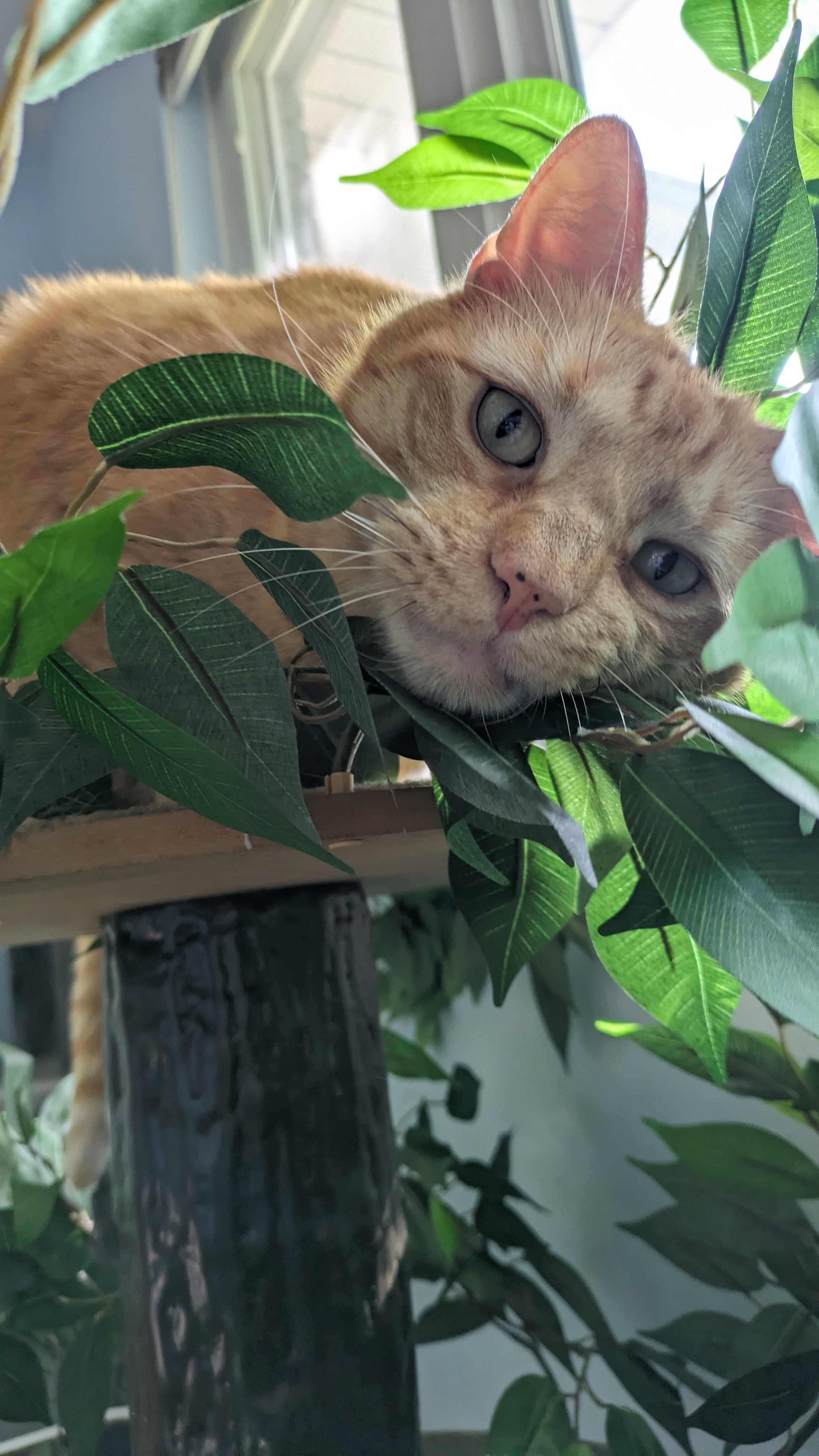 Cat providing customer support