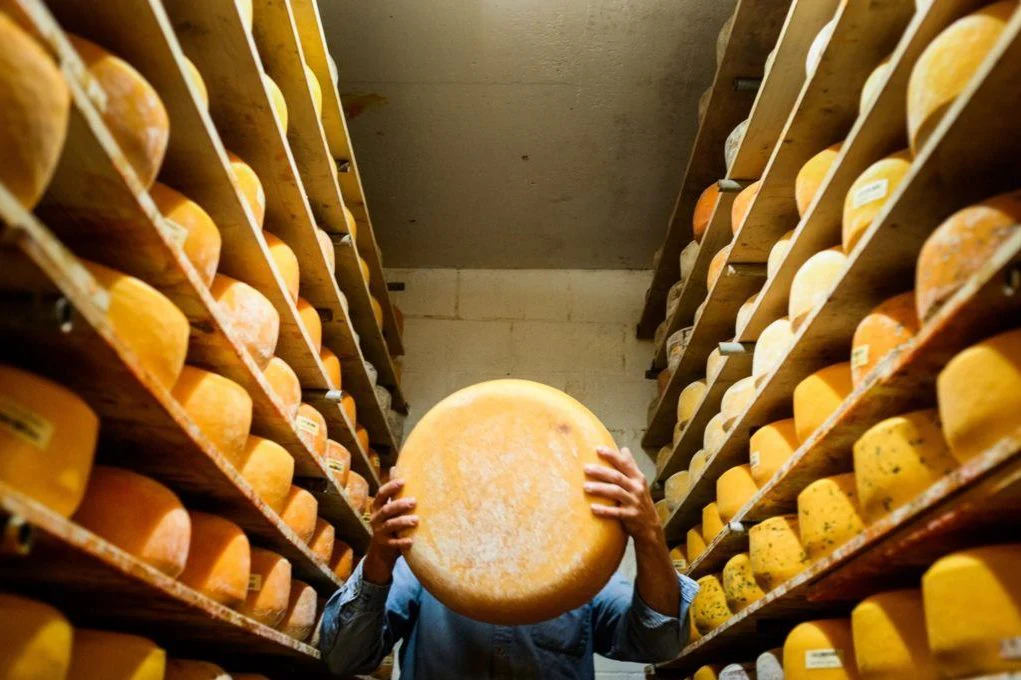 Holding cheese wheel in the aging cave at Veldhuizen Cheese