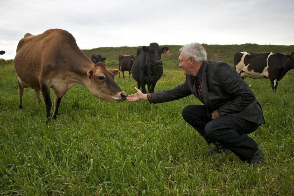 Stuart caring for cows at Veldhuizen Cheese farmstead