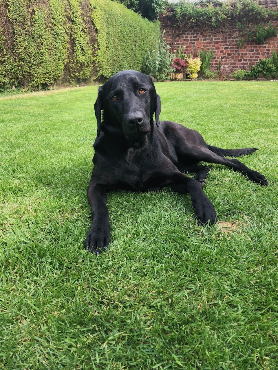 Jess the Black Labrador - Dogs of Wonder mascot from Yorkshire County, England