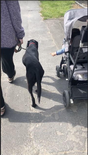Jess the Black Labrador spending time in the Yorkshire garden