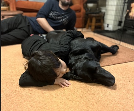 Jess the Black Labrador relaxing in the back garden with family in Yorkshire
