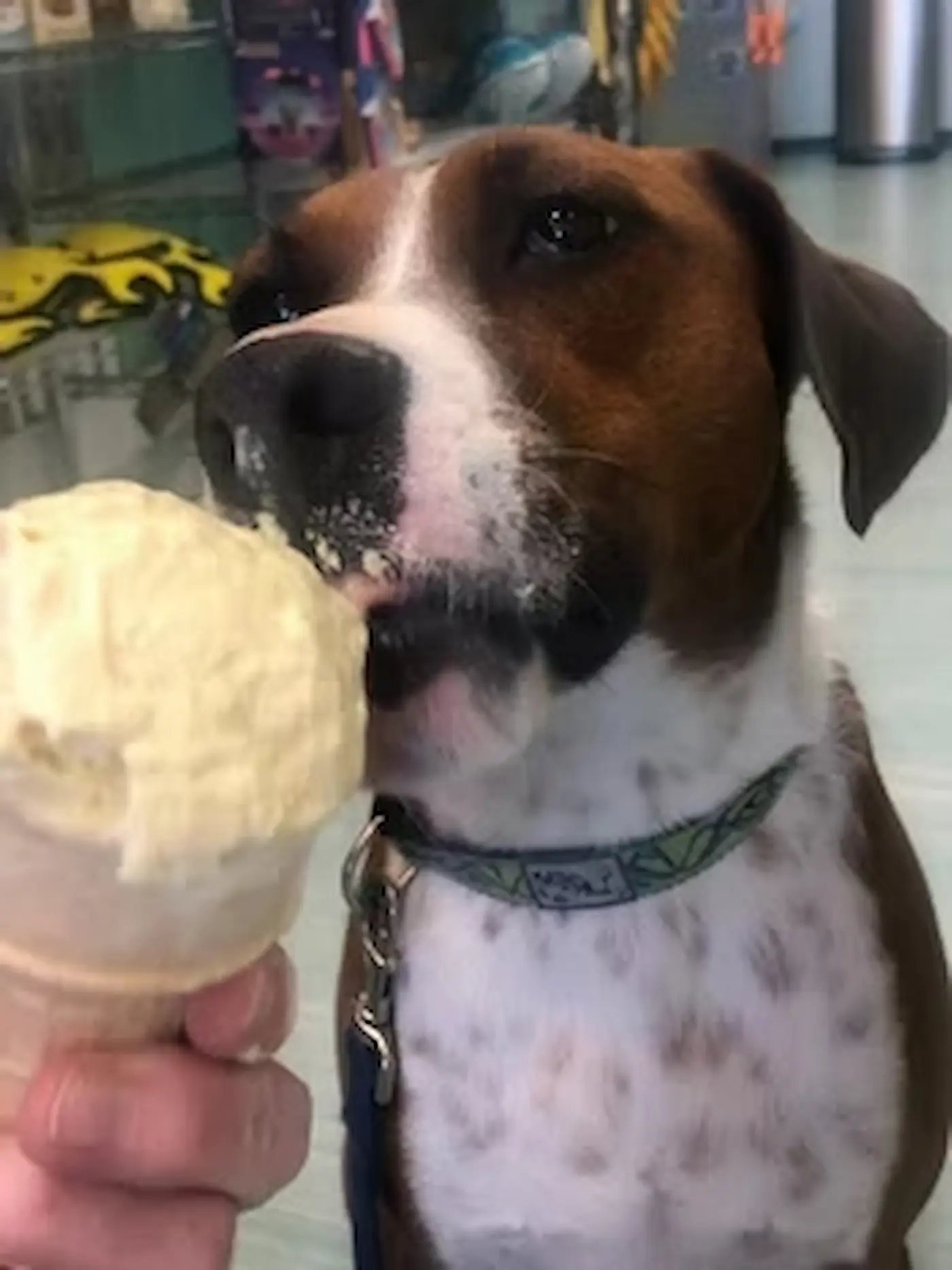 Salty Paws Ice Cream - Gallery Image 4