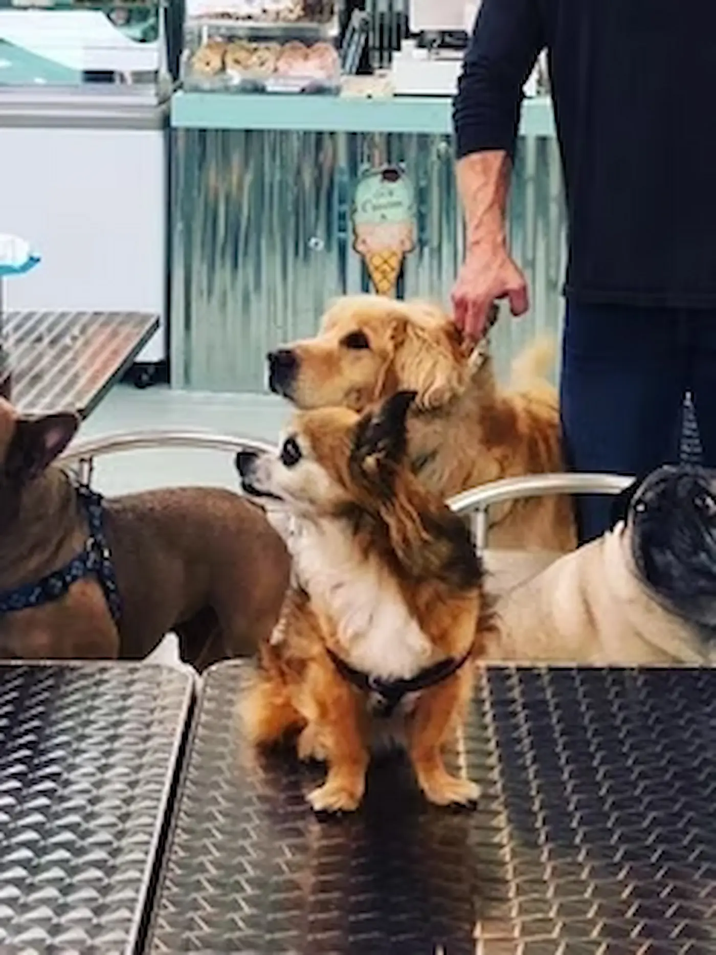 Salty Paws Ice Cream - Gallery Image 6