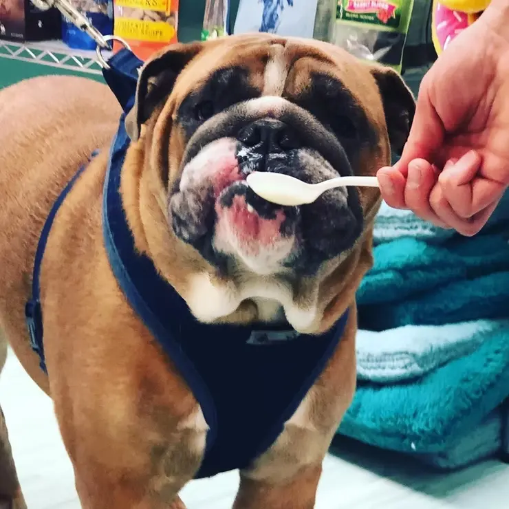 Salty Paws Ice Cream - Gallery Image 1