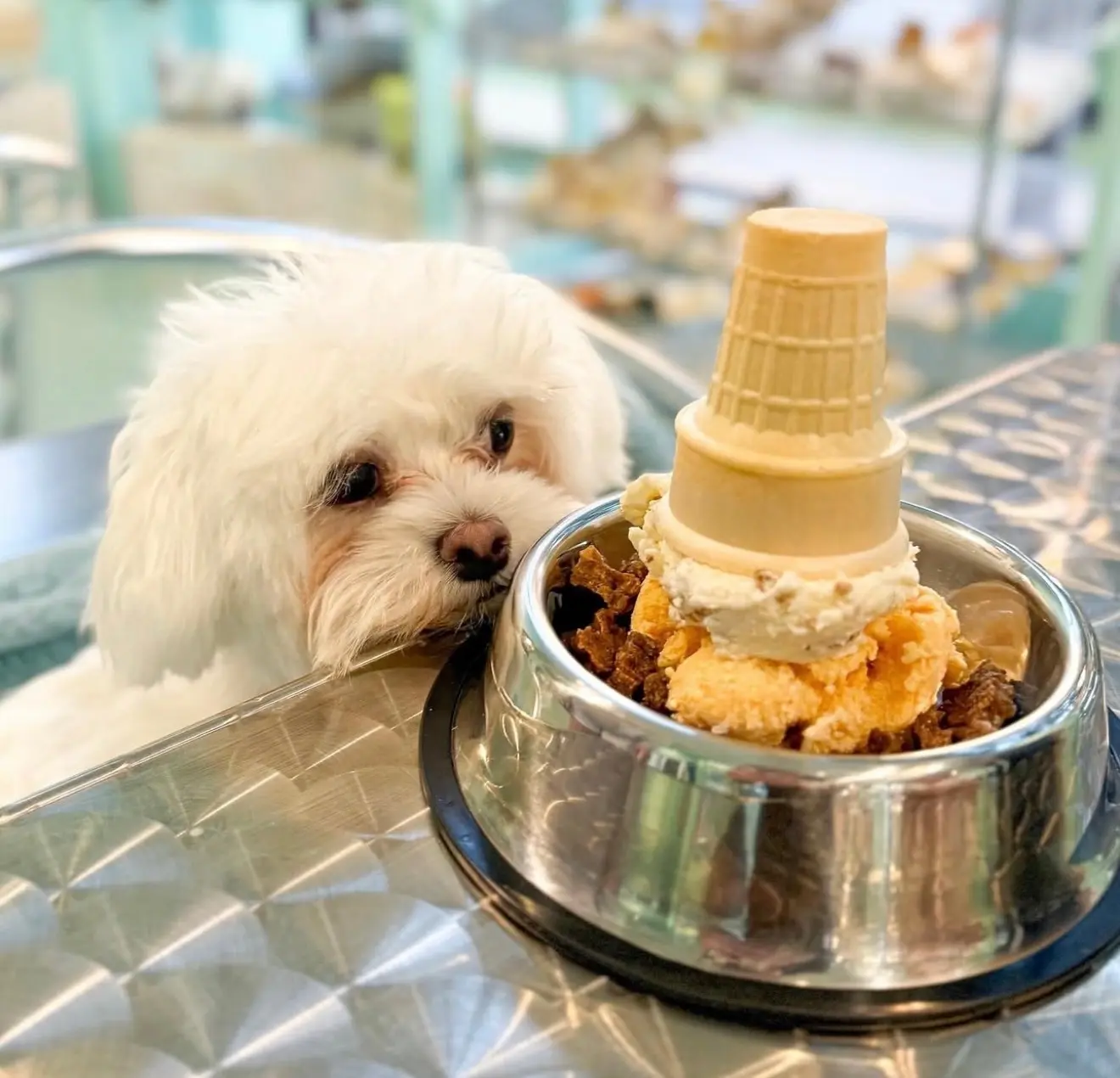 Happy dogs enjoying ice cream together at Salty Paws