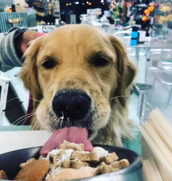 Salty Paws Ice Cream - Gallery Image 11