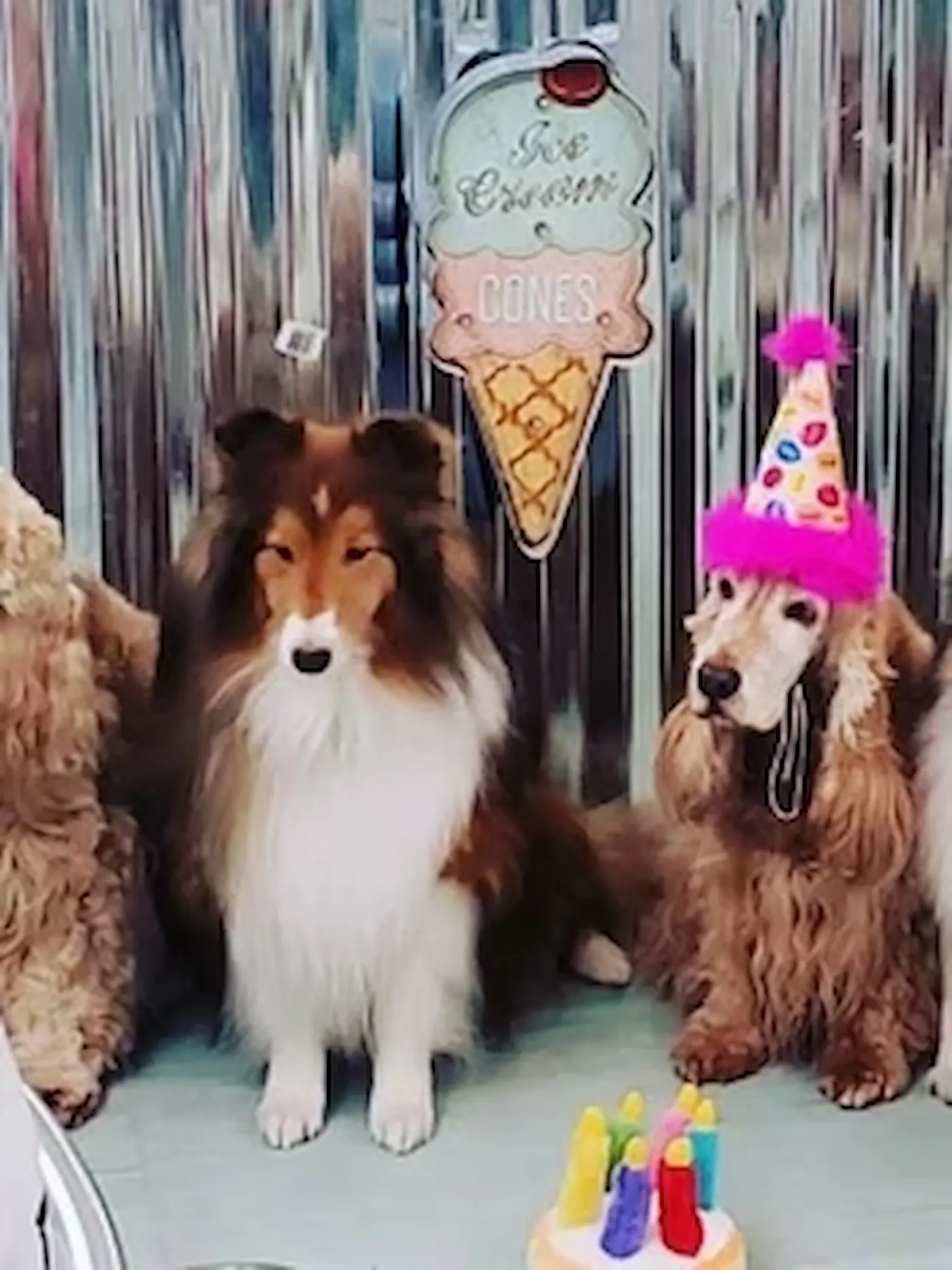 Salty Paws Ice Cream - Gallery Image 5