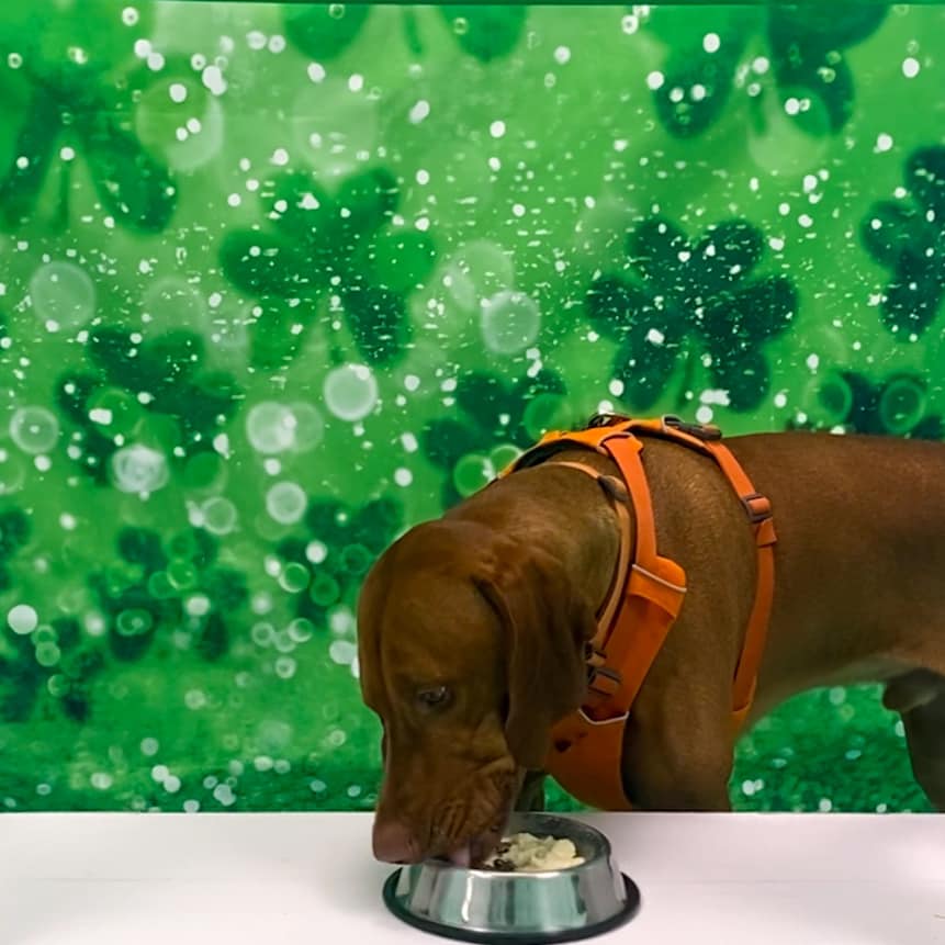 Frequently Asked Questions - Salty Paws Ice Cream