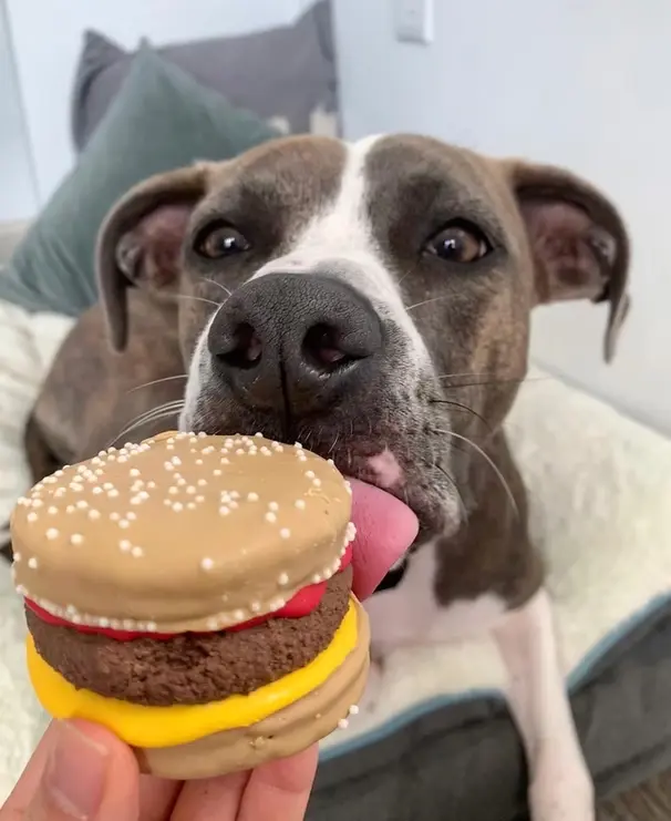 Salty Paws Ice Cream - Gallery Image 3