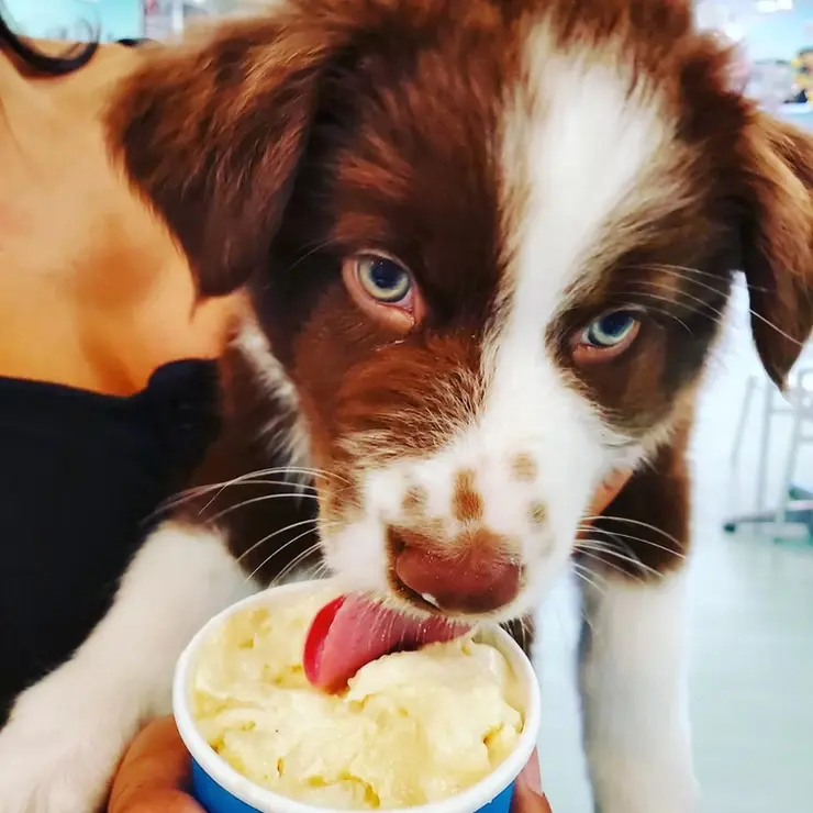 Salty Paws Ice Cream - Gallery Image 12