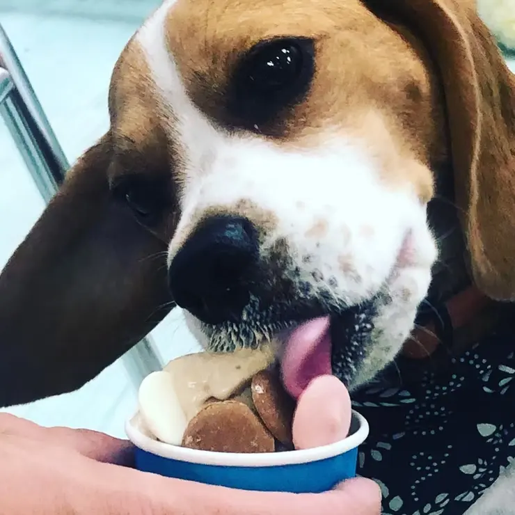 Salty Paws Ice Cream - Gallery Image 9