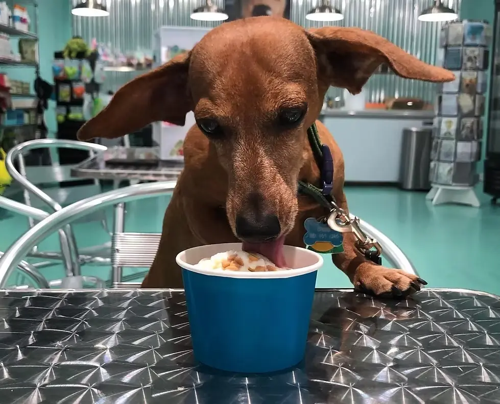 About Us - Salty Paws Ice Cream