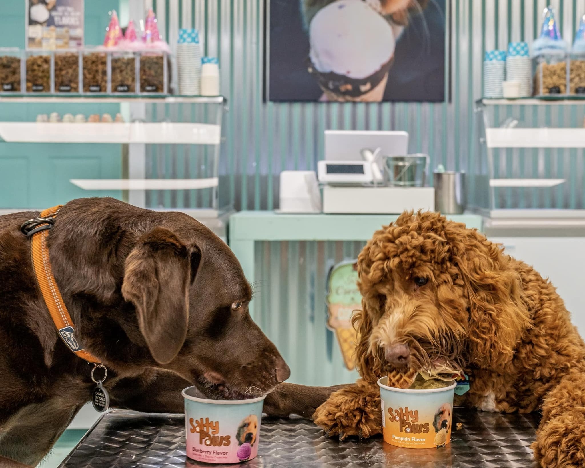 Join The Salty Paws Franchise