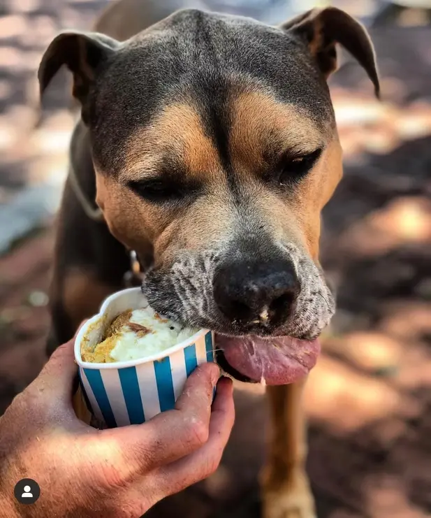 Salty Paws Ice Cream - Gallery Image 2