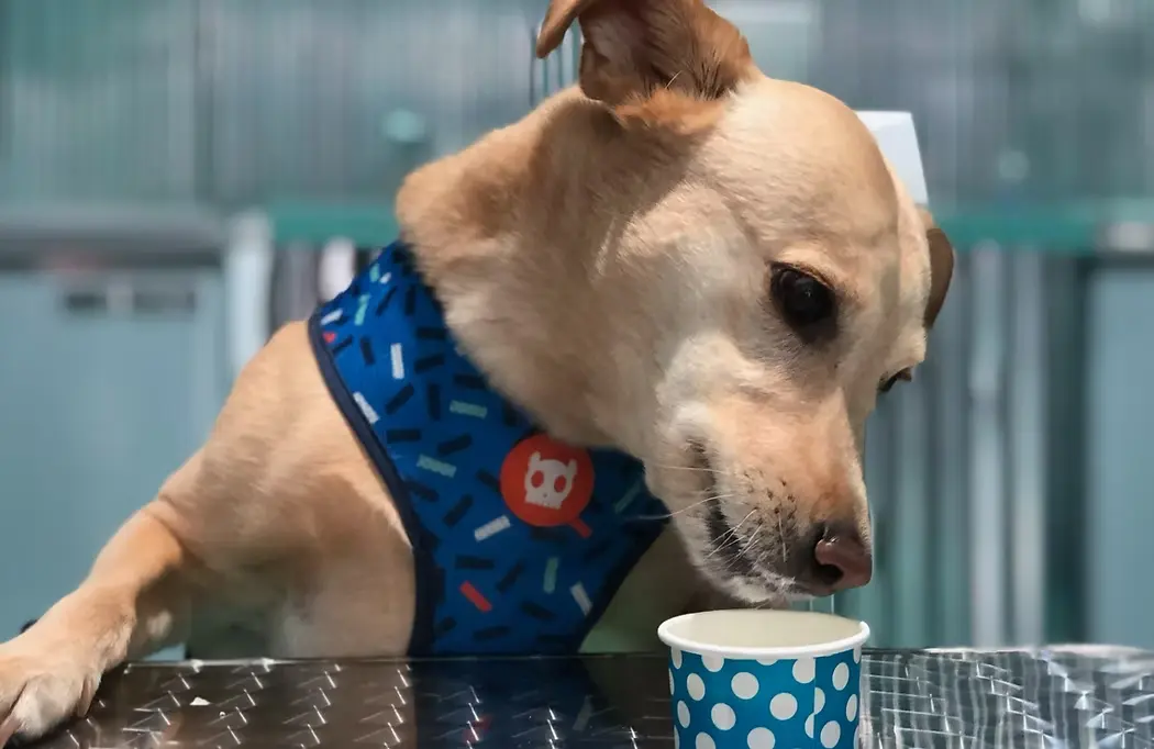 Dog enjoying ice cream at party