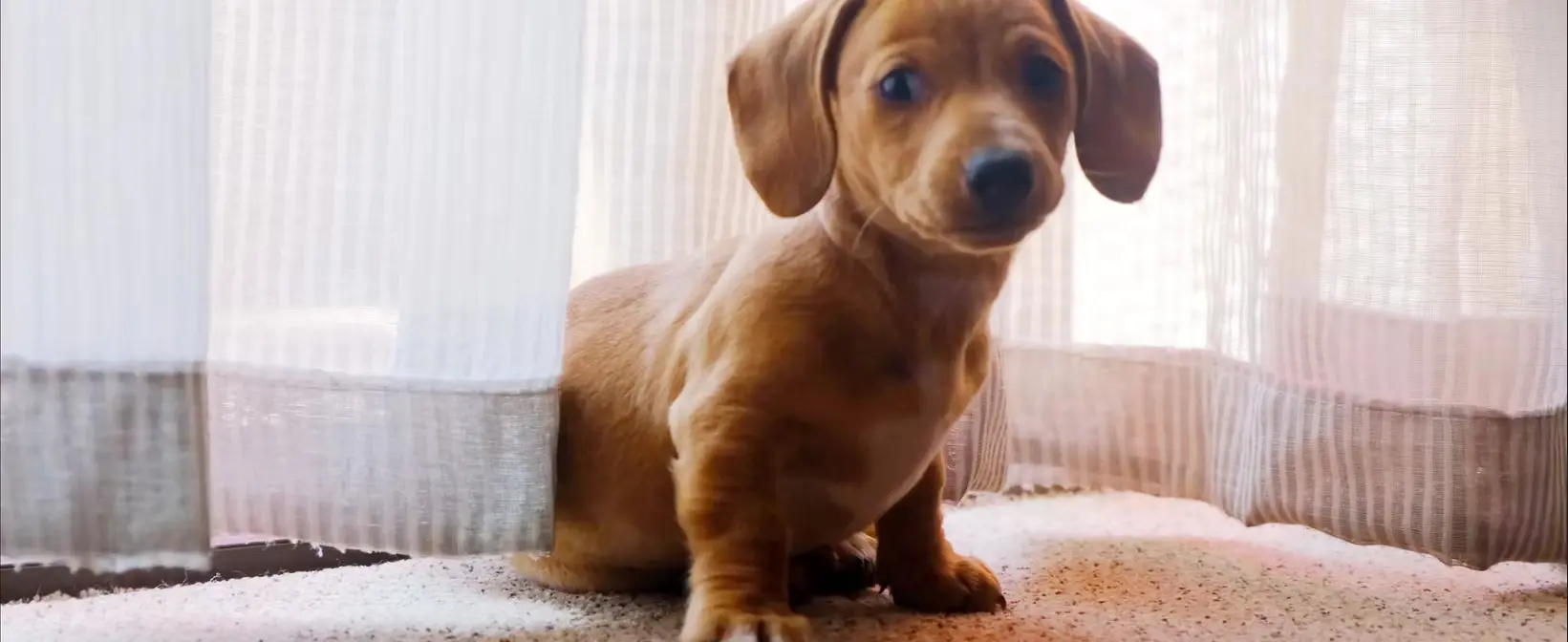 Find a Salty Paws location near you