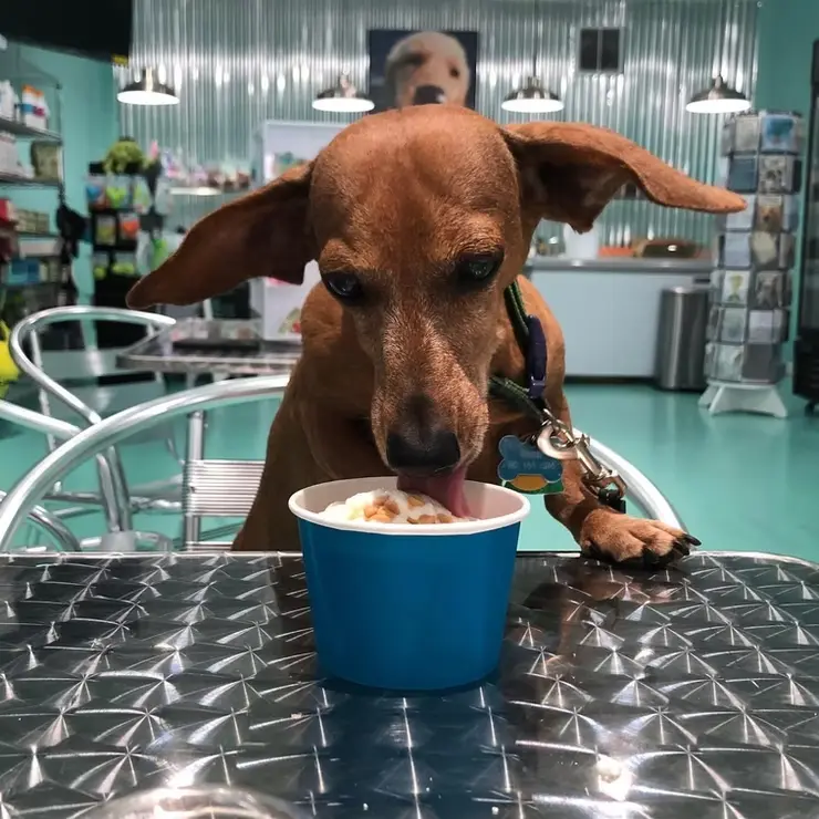 Salty Paws Ice Cream - Gallery Image 8