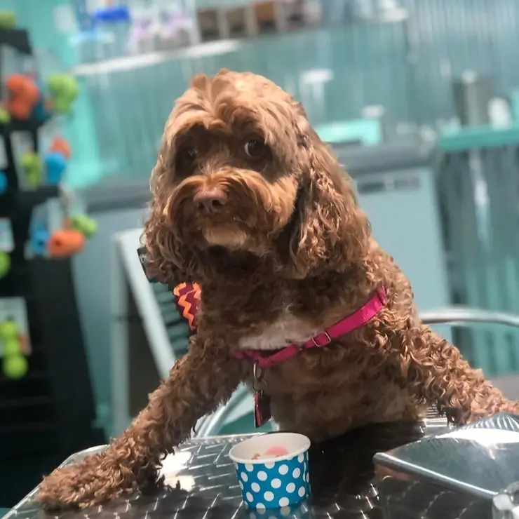 Salty Paws Ice Cream - Gallery Image 10