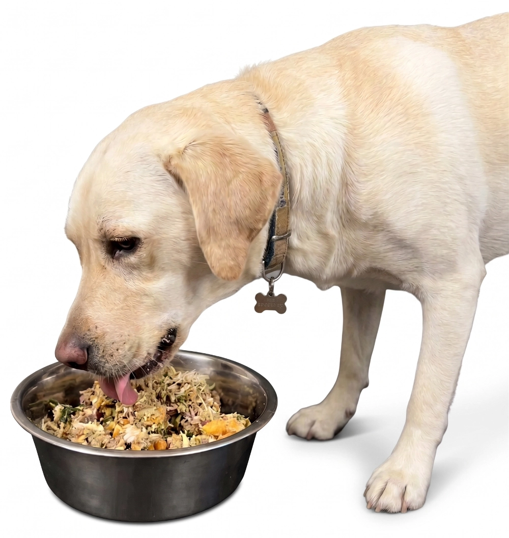 Fresh dog food bowl