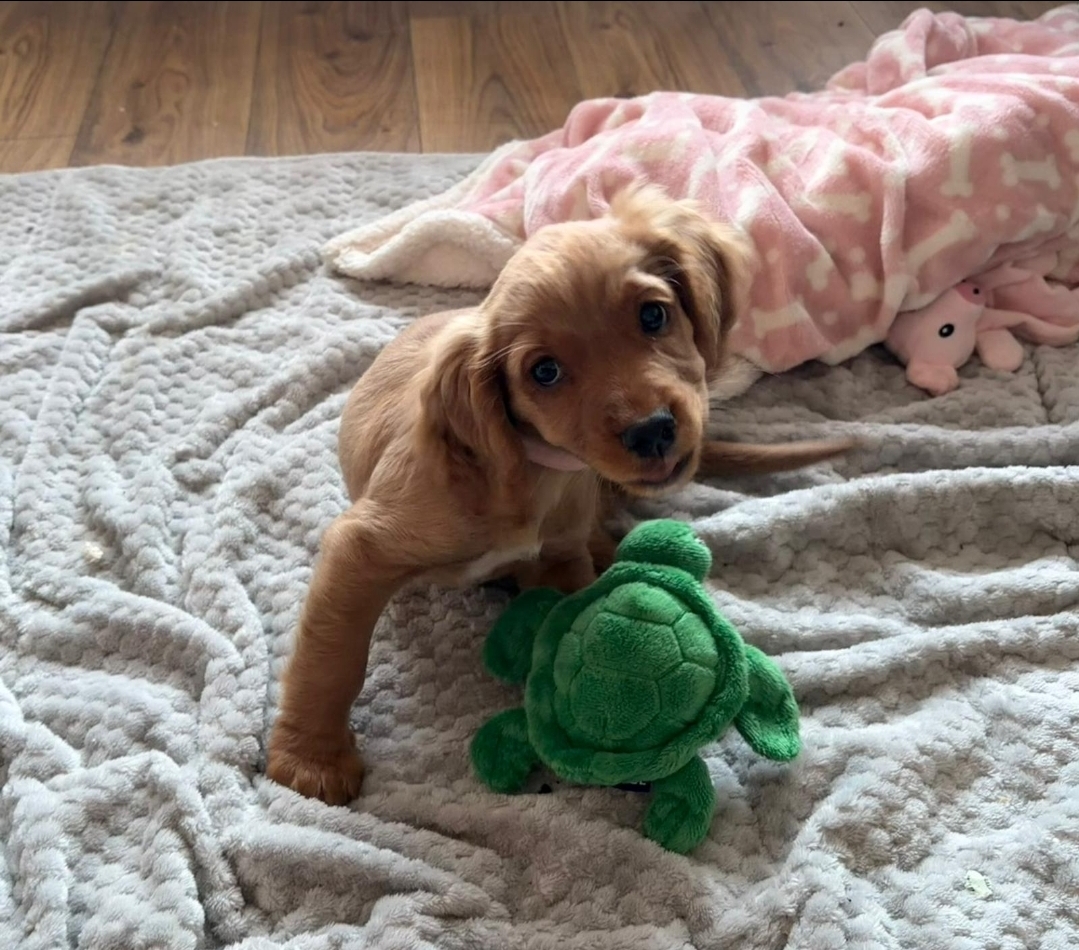 Puppy Macie with her Love from Ted Puppy Box