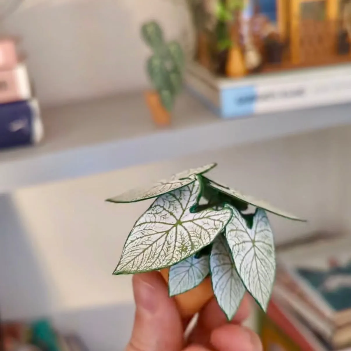 Caladium White Christmas