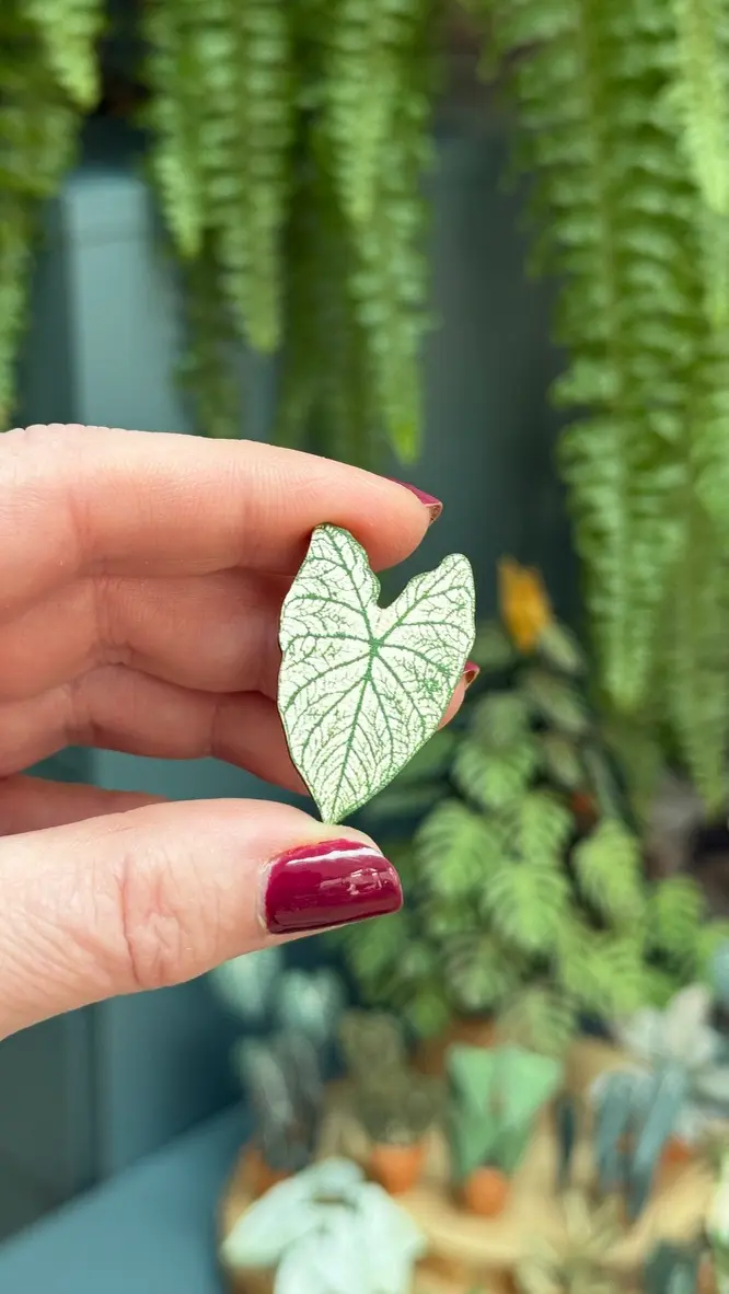 Caladium White Christmas pin