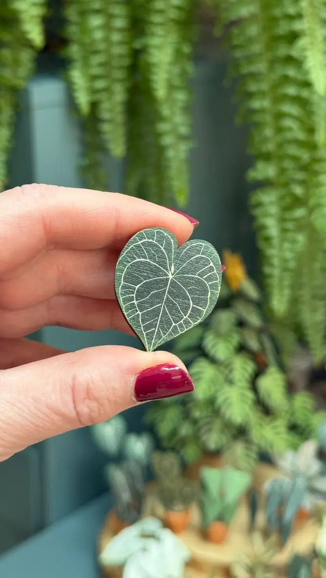 Anthurium Clarinervium pin