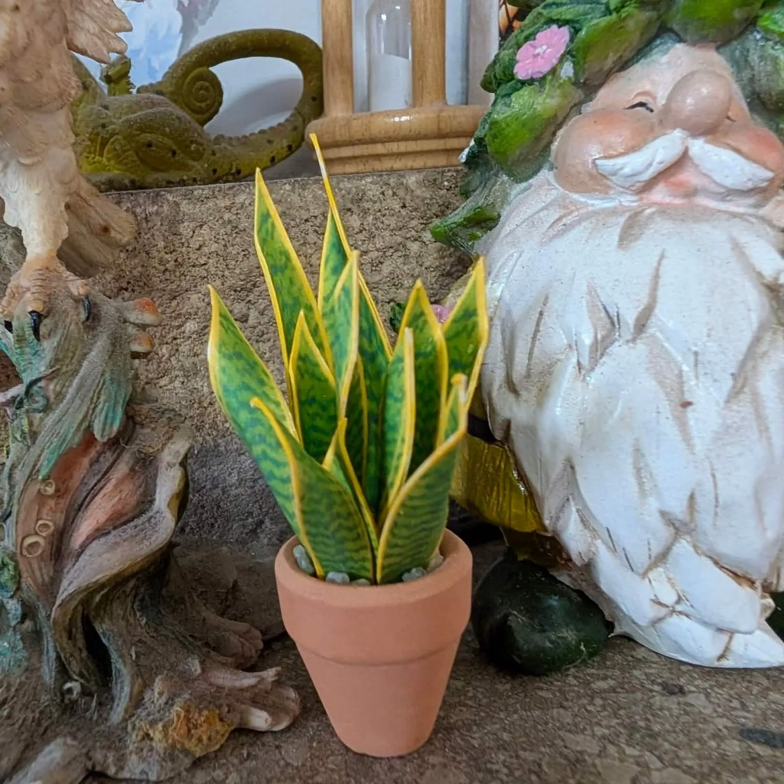 Sansevieria Snake Plant