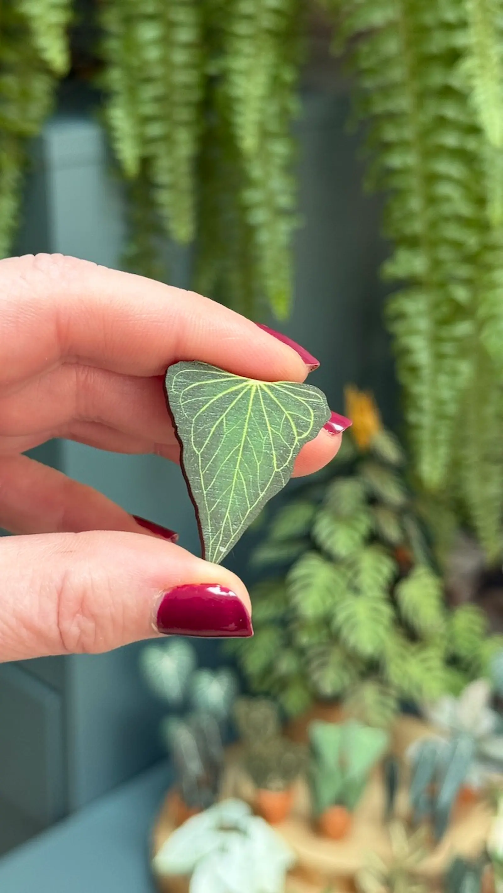 Anthurium Delta Force pin