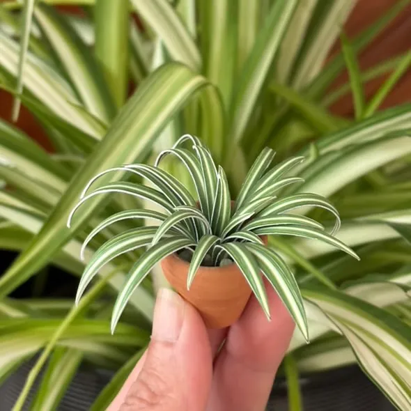 Spider Plant