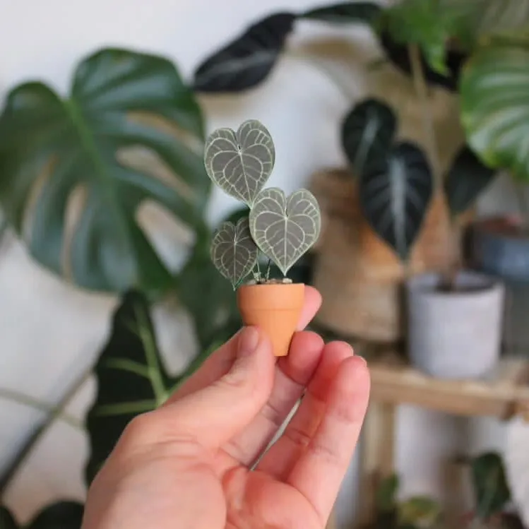 Anthurium Clarinervium