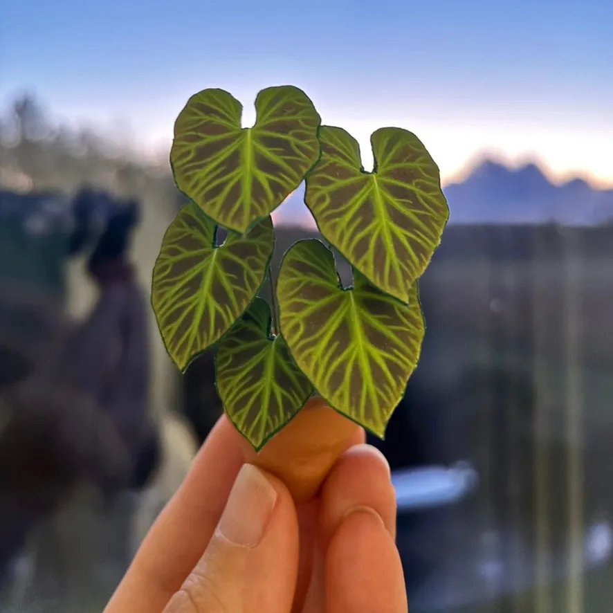 Philodendron Verrucosum