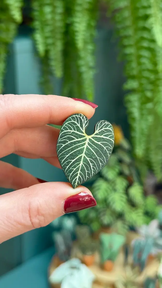 Anthurium Regale pin