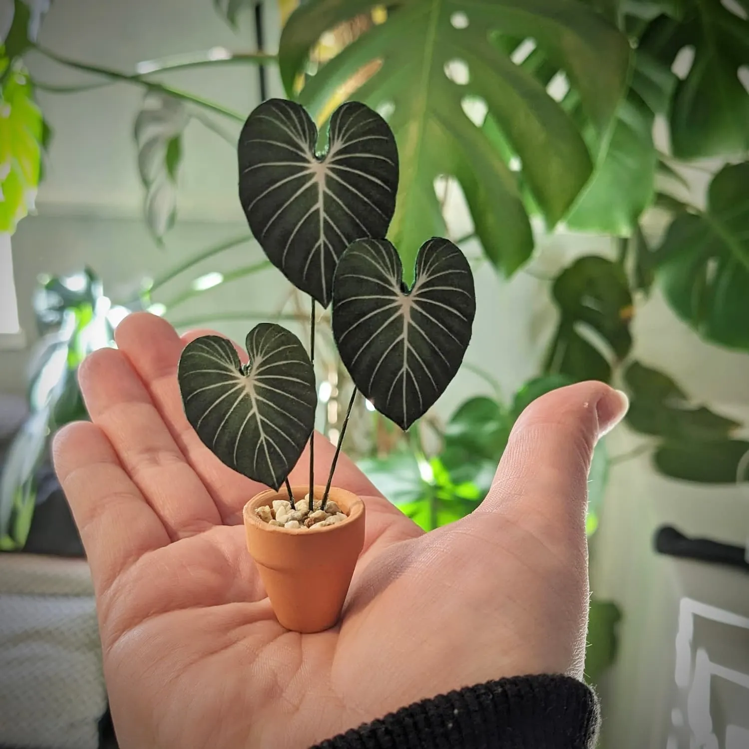 Philodendron Gloriosum