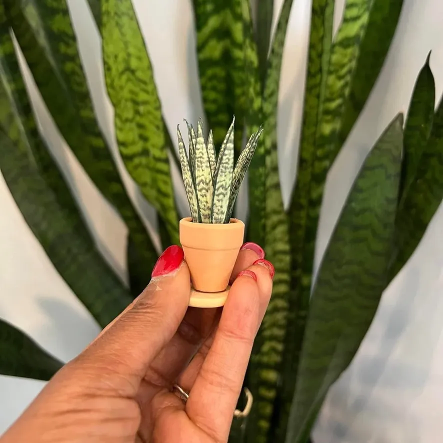 Snake Plant