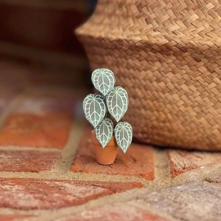 Anthurium Crystallinum