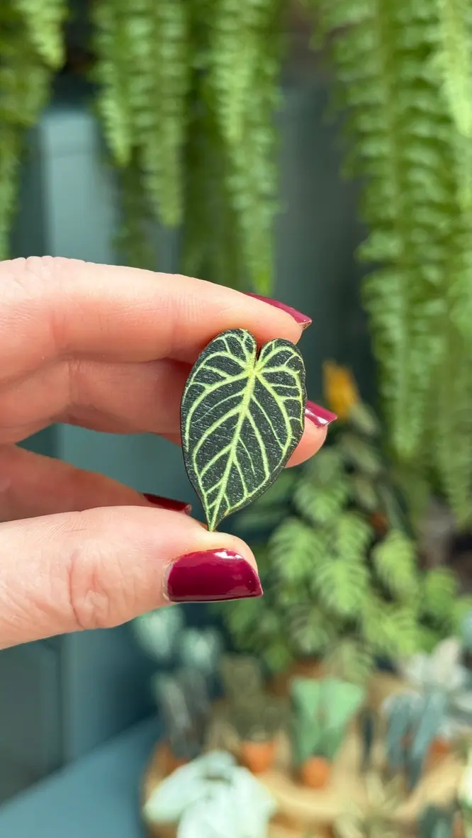 Anthurium Crystal Hope pin