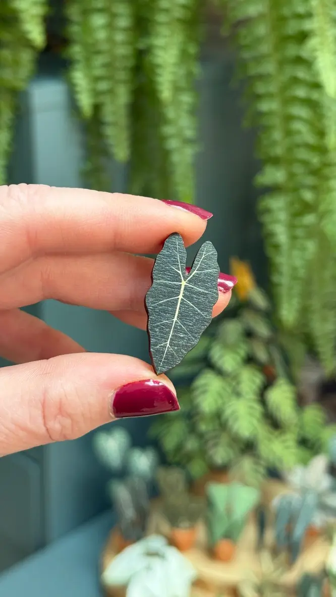 Alocasia Frydek pin