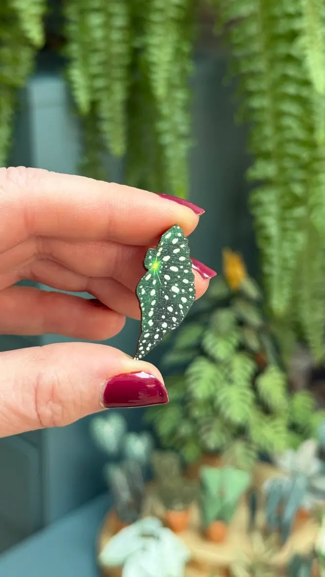 Begonia Maculata pin