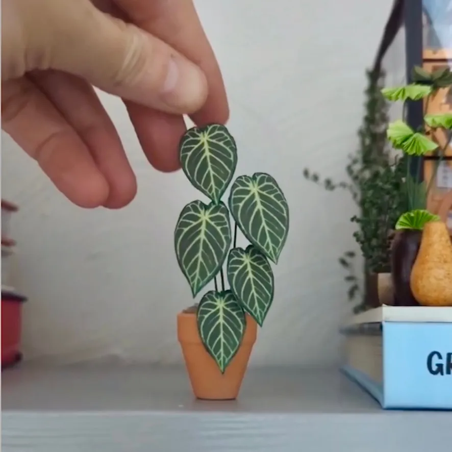 Anthurium Crystal Hope