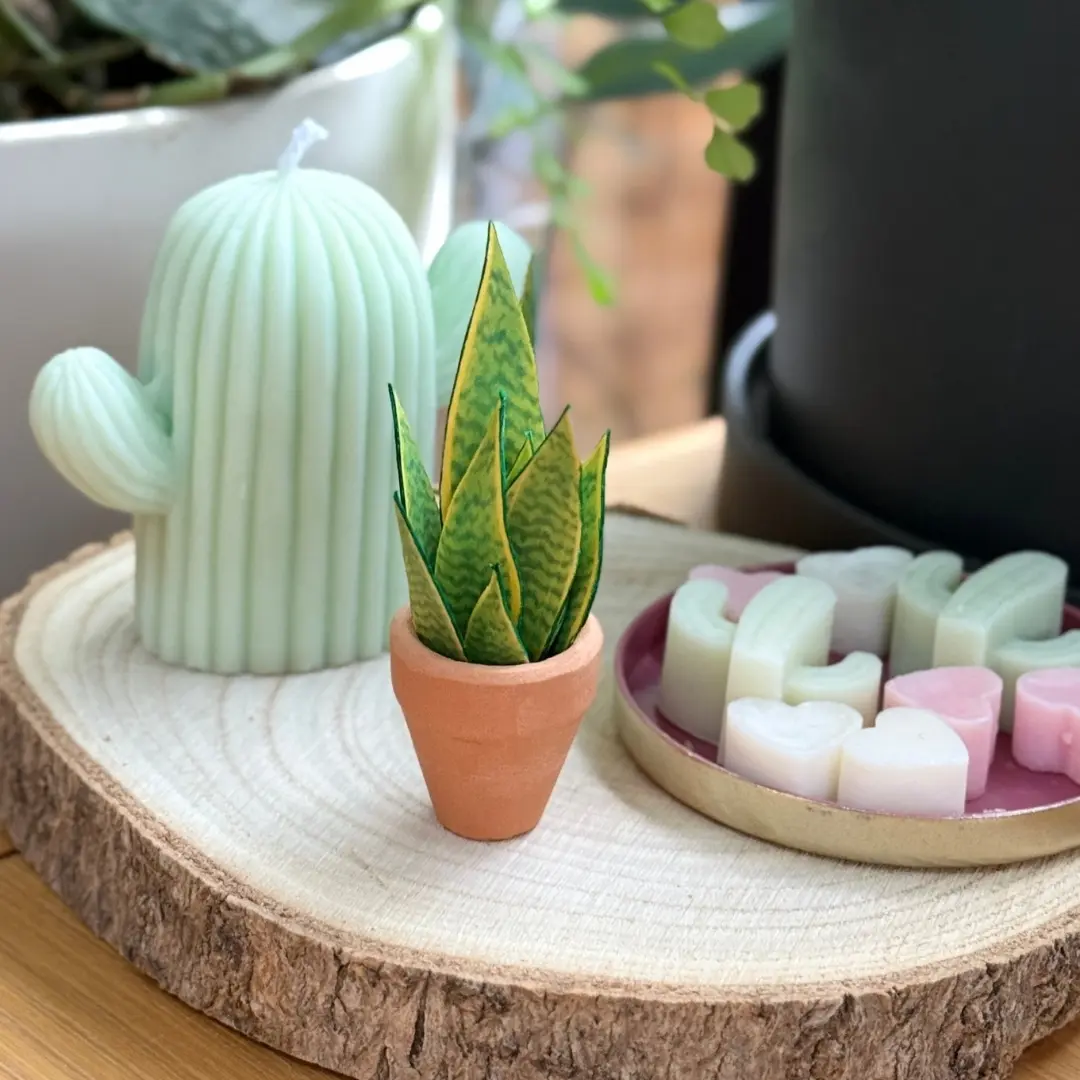 Miniature paper Snake plant in a tiny terracotta pot