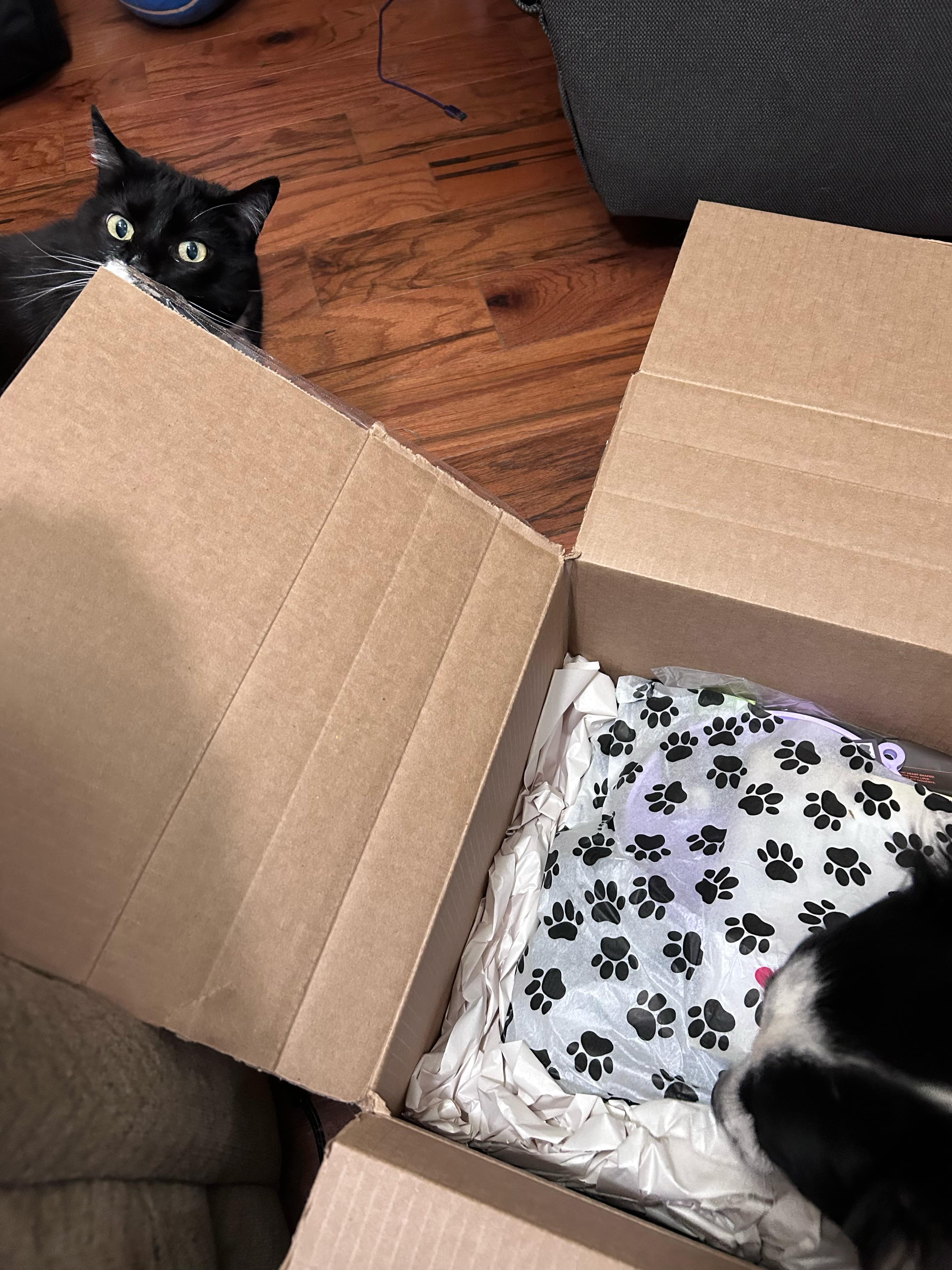 Jango, happy customer