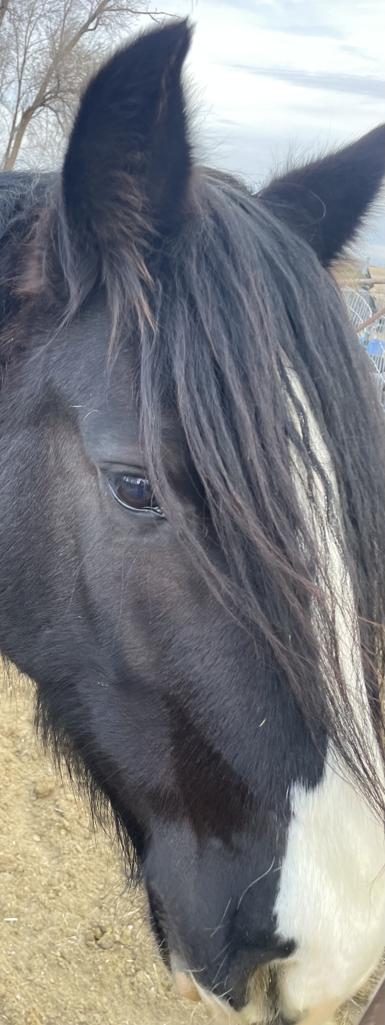 Beautiful black horse with white markings — the heart of Pony Quest Club