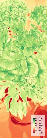 NDVI health monitoring view of lettuce leaves
