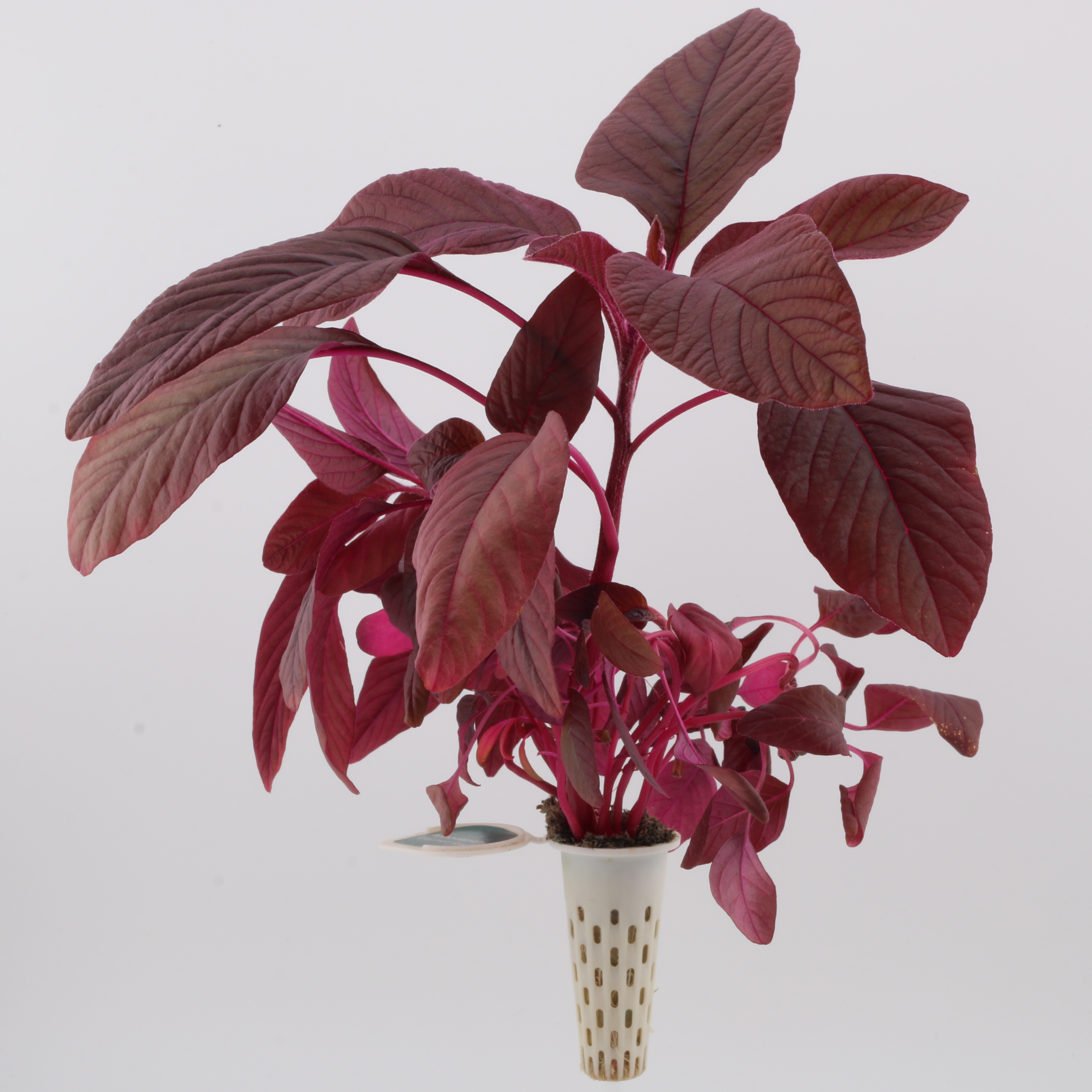 Plug and Grow Seedpods with fresh produce