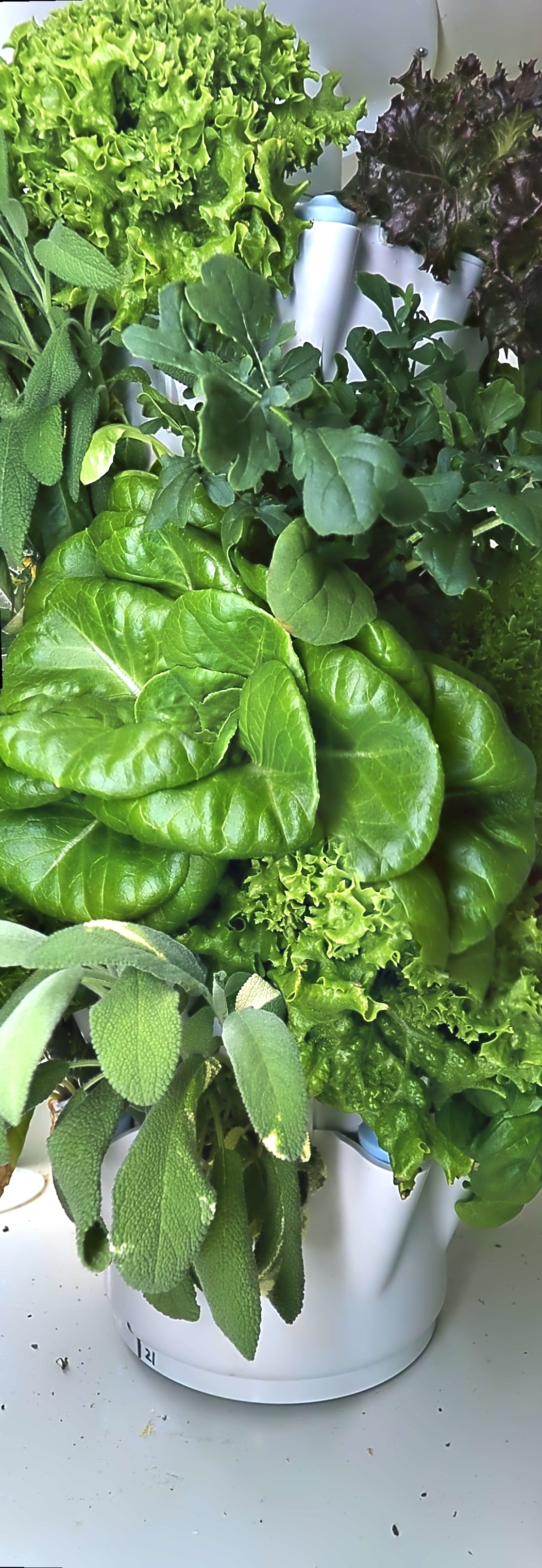 RGB view of lettuce leaves