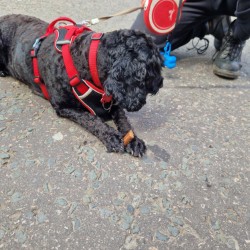 Black poodle enjoying a treat